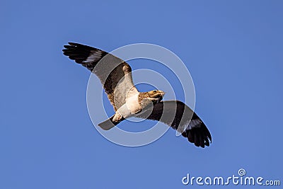 Animal Nacunda Nighthawk in fly Stock Photo