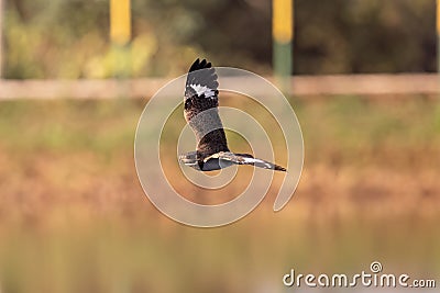 Animal Nacunda Nighthawk in fly Stock Photo