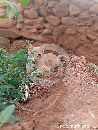 Animal natur cat love Stock Photo