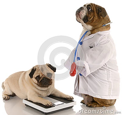 Animal obesity Stock Photo