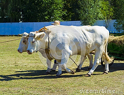 Animal oxen pull the cart Stock Photo