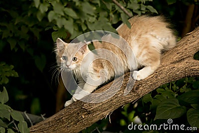 Cute yellow kitten climbing tree Stock Photo