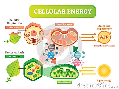 Animal and plant cell energy cycle vector illustration diagram with mitochondrion and chloroplast. Vector Illustration