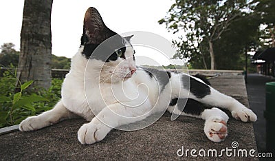 Gallant Side View of Cat near The Seaside Stock Photo
