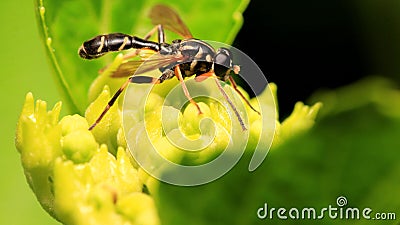 Horsefly (Takaomyia Sexmaculata) on The Plant Stock Photo