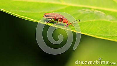 An Insect (Lycocerus Vitellinus) on The Leaves Stock Photo