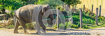 Animal portrait large grey elephant walking on sand trunk and face view Stock Photo