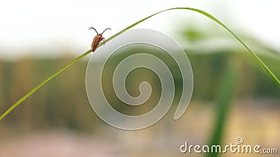 Melancholy Japanese Pectocera Hige on The Leaves Stock Photo