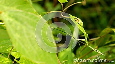 Side View of Relaxed Japanese Tree Frog Stock Photo