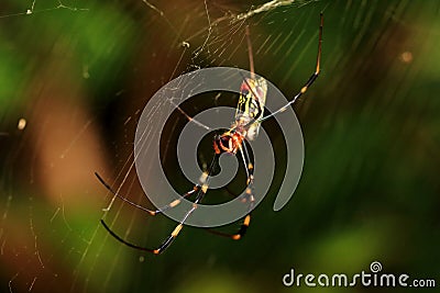 Side View of The Spider (Nephila Clavata) on Spiderweb Stock Photo
