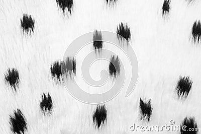 Animal print Stock Photo