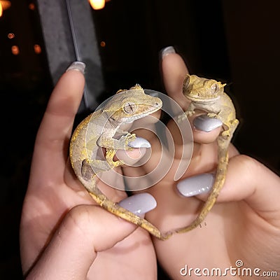 Animal reptile exotics pets lizard gecko crestedgecko nails mirror eyes cute Stock Photo