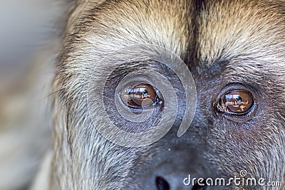 Animal rights. Sad expression on the face of rescued captive how Stock Photo