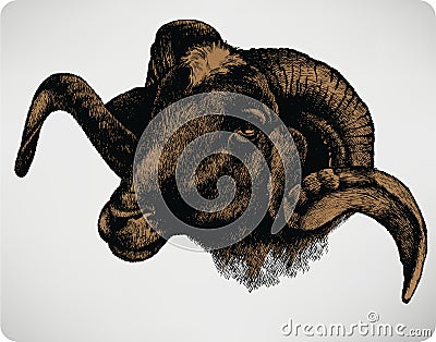 Animal sheep, hand-drawing. Vector illustration Vector Illustration