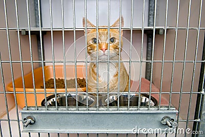 Animal shelter Stock Photo