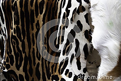 Animal skins fur Stock Photo