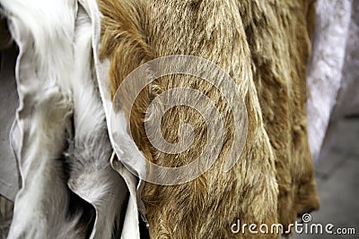 Animal skins fur Stock Photo