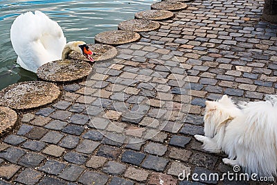 Animal skirmish, swan hissing on a dog Stock Photo