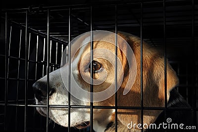 Animal Testing - Scared Dog in Cage Stock Photo