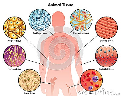 Animal tissues Vector Illustration