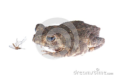 Animal toad look at mosquito bug Stock Photo