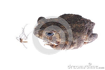 Animal toad look at mosquito bug Stock Photo