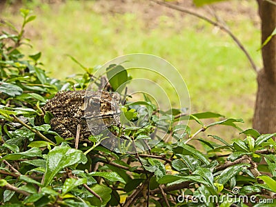 Animal, Toad sitting on grass field Stock Photo