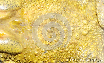 Animal toad skin texture Stock Photo