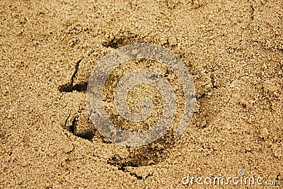 Animal trace Stock Photo