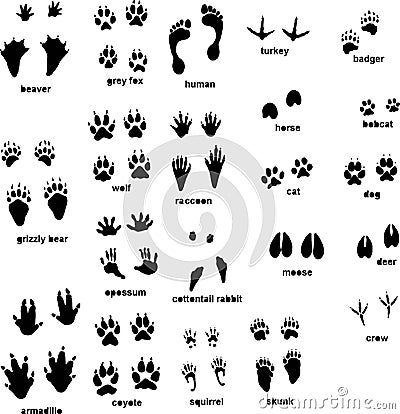 Animal tracks Vector Illustration