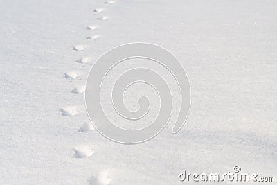The animal tracks in the deep snow Stock Photo