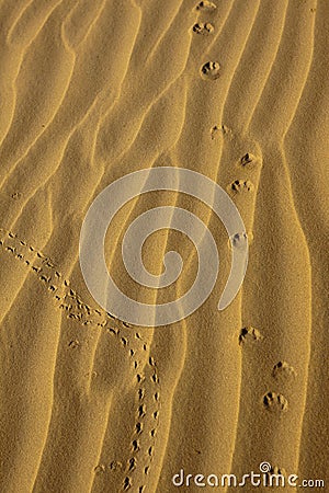 Animal Tracks in the Golden Desert Sands Stock Photo