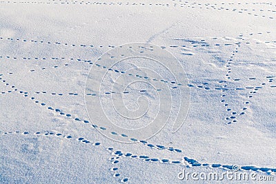 Animal tracks in the snow. Intersecting footprints of wild animals in the snow Stock Photo