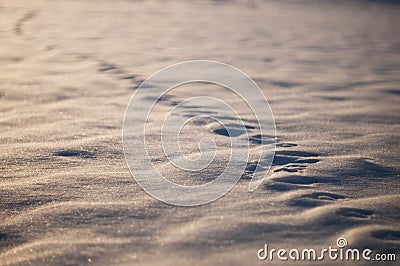 Animal tracks in snow, natural background Stock Photo