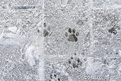 Animal tracks in the white snow. Wildlife Stock Photo