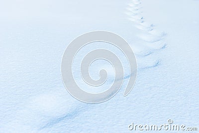 Animal trail in snow after blizzard Stock Photo