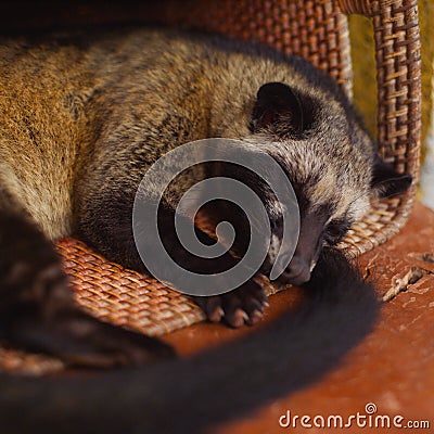 Kopi Luwak - animal Stock Photo