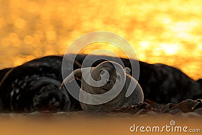 Animal in the water. Grey Seal, Halichoerus grypus, detail portrait in the blue water, wave in the background, animal in the natur Stock Photo