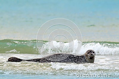 Animal in the water. Grey Seal, Halichoerus grypus, detail portrait in the blue water, wave in the background, animal in the natur Stock Photo