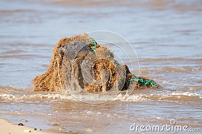 Animal welfare. Marine pollution. Seal caught in plastic fishing net Stock Photo