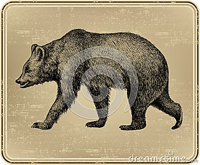 Animal wild bear, hand-drawing. Vector illustratio Vector Illustration