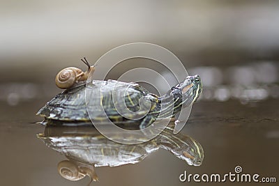 Animal wildlife, birds, owl, crocodile, water, reflections, animals, frog, amphibians, animal, animales, animalwildlife, crocodile Stock Photo