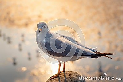 Animal and Wildlife, Close-Up Shot of Seagull Bird Against Sea Shore at Sunset., Grey Sea Gull Bird is Standing on Barrier Handrai Stock Photo