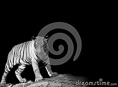 Animal wildlife concept. Black & White Beautiful tiger Stock Photo
