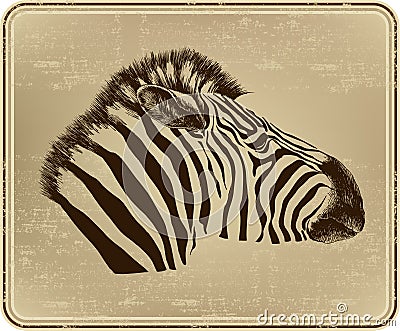 Animal zebra, vector illustration. Cartoon Illustration