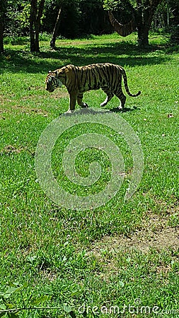 Animal zoo parco natura viva Stock Photo