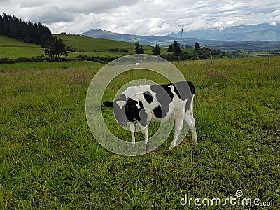 Animales de granja, vacas, Holstein, Haciendas, animales, Stock Photo