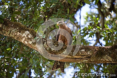 Animals 023 eagle Stock Photo