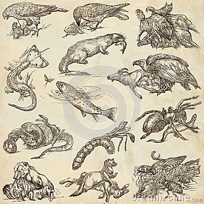 Animals in action, Predators - An hand drawn full sized illustrations. Collection on white. Cartoon Illustration