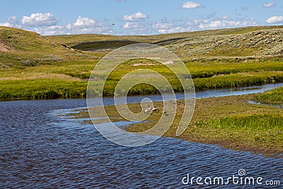 Animals ambling leisurely through a grassy meadow bordering a tranquil river Stock Photo